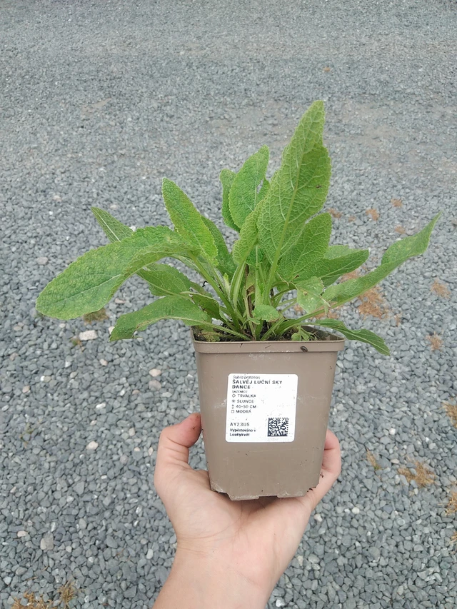 Niittysalvia Sky Dance - 21. 7. 2026