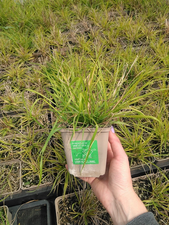 Pennisetum Hameln Gold - 9. 6. 2025