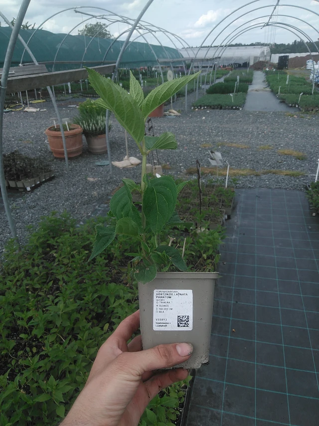 Aedhortensia Phantom - 2. 6. 2026