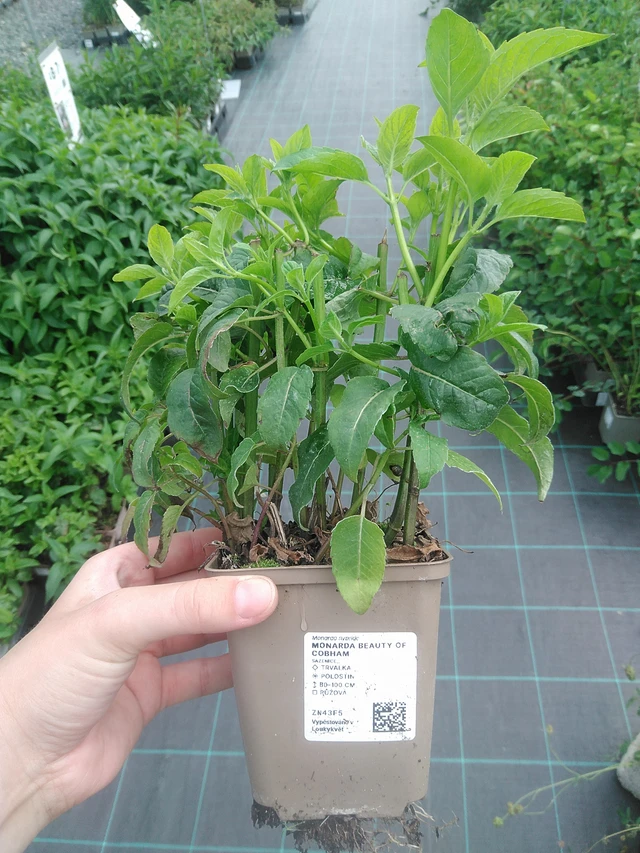 Monarda Beauty of Cobham - 2. 6. 2026