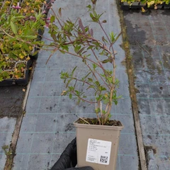Seedling