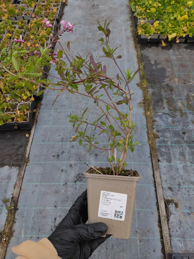 Salvia Joy - 30. 10. 2026