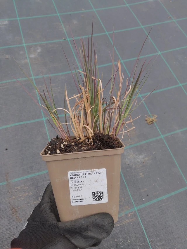 Klein prairiegras Red Frost - 13. 5. 2026
