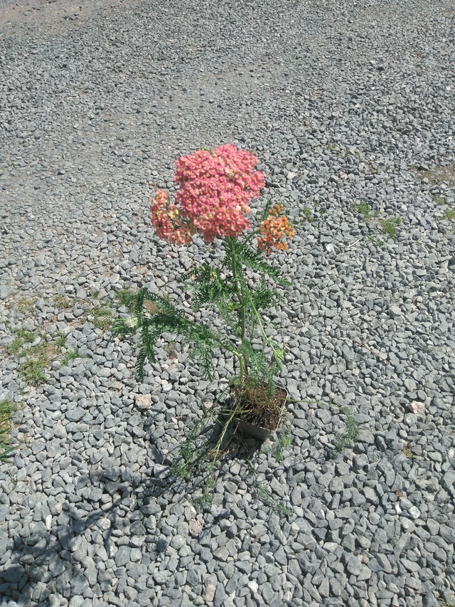 Řebříček Summer Pastels - 2. 7. 2026