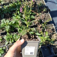 Frøplante