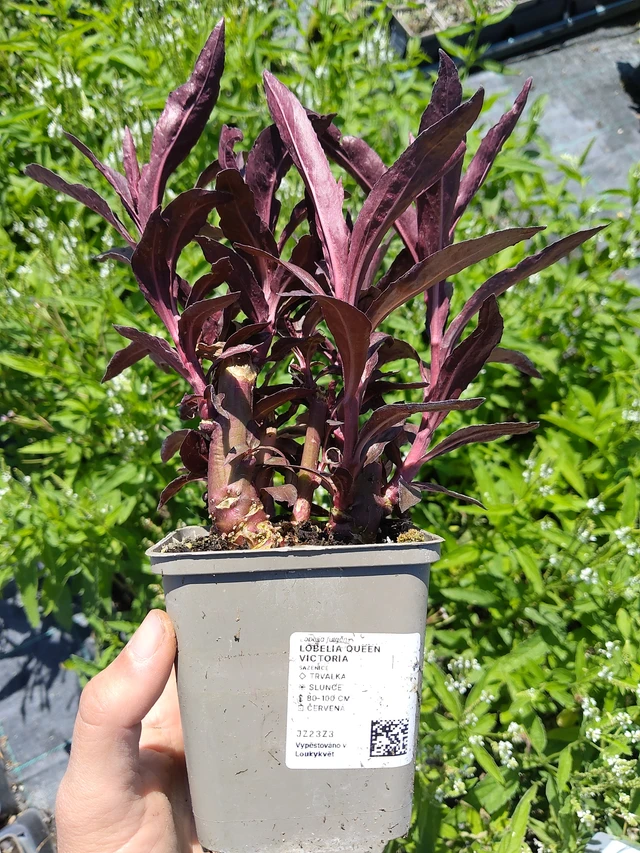 Lobelia Queen Victoria - 12. 8. 2026