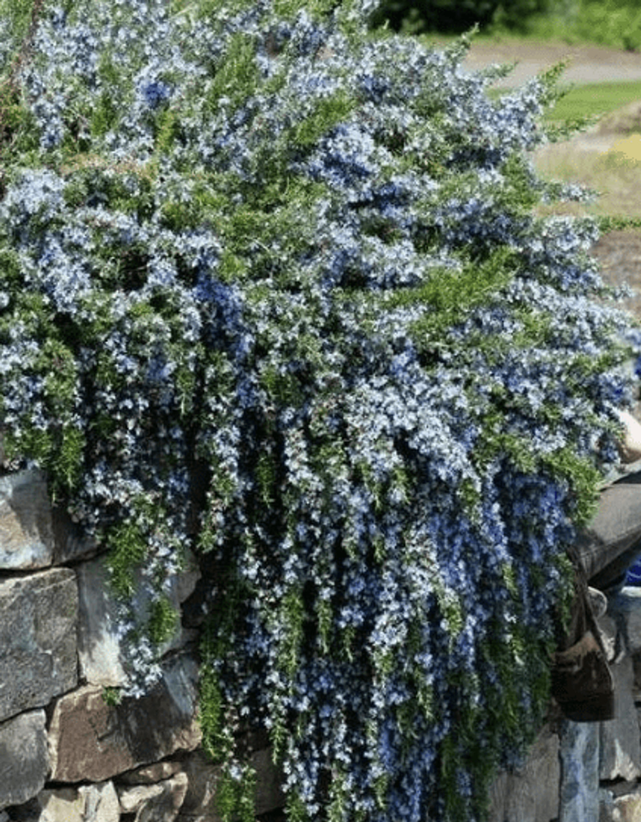 Romarin Blue Rain, Loukykvět