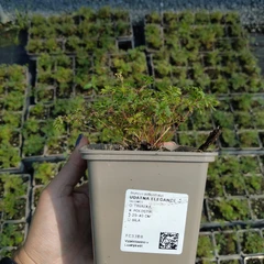 Seedling