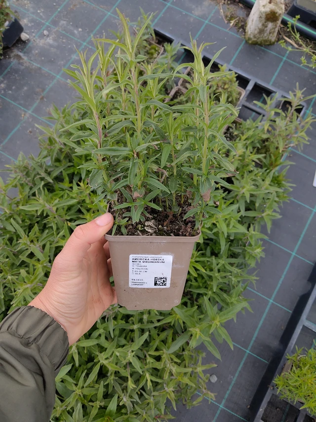 Menthe des montagnes Virginianum - 13. 5. 2026