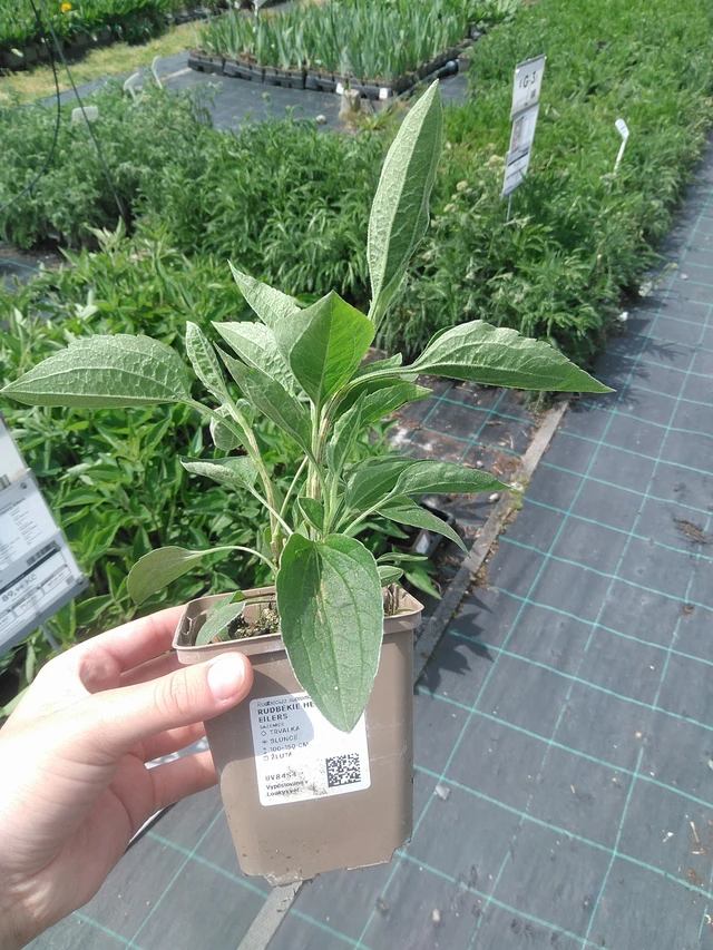 Rudbeckia Henry Eilers - 2. 6. 2026