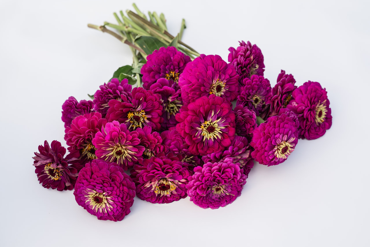 Cínia Benary’s Giant Purple, Loukykvět