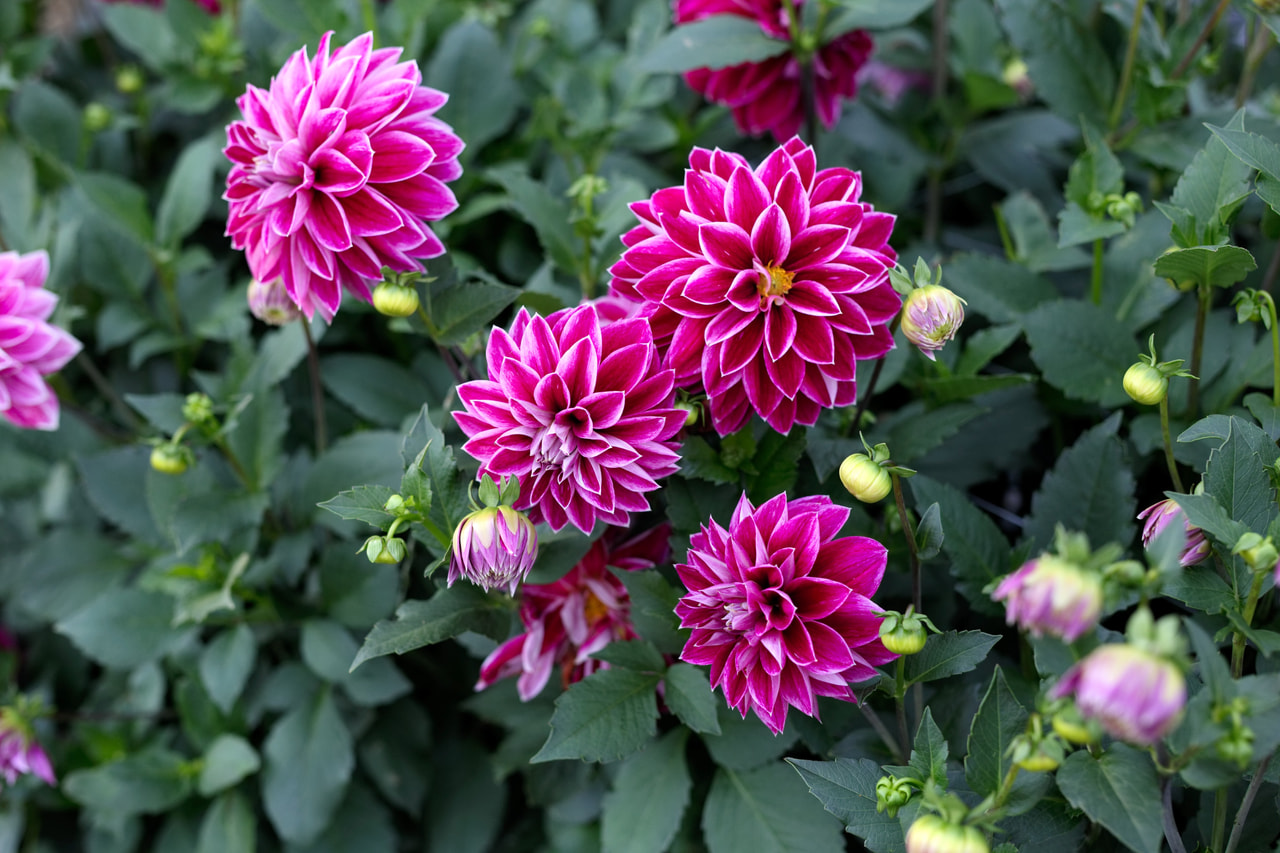 Dalia Purple Pearl, Loukykvět