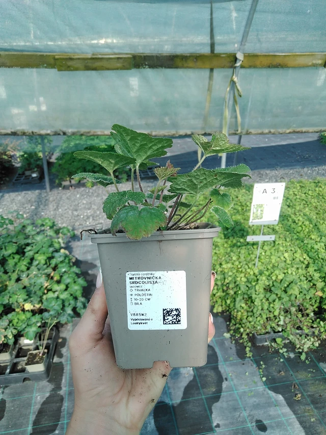 Sirdsveida tiarella - 13. 7. 2026
