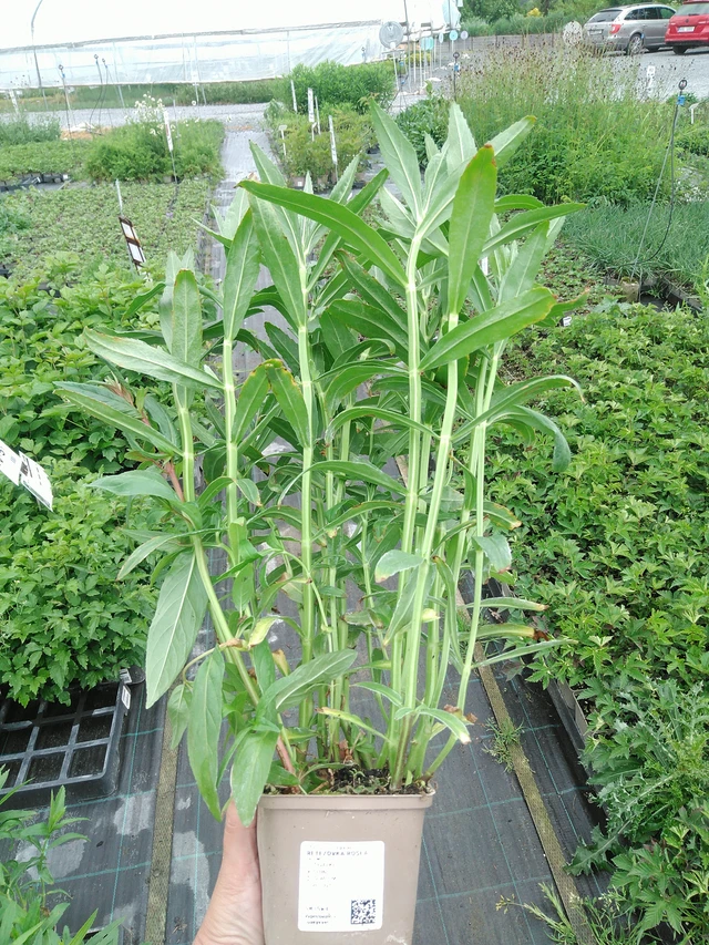 Kellopeippi Rosea - 3. 6. 2026