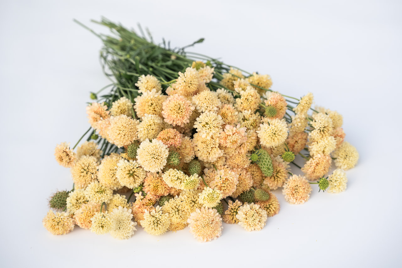 Scabiosa Fata Morgana, Loukykvět