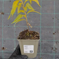 Seedling
