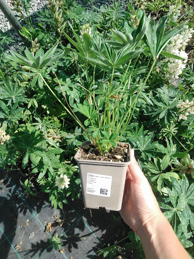 Lupine Gallery White - 11. 8. 2026