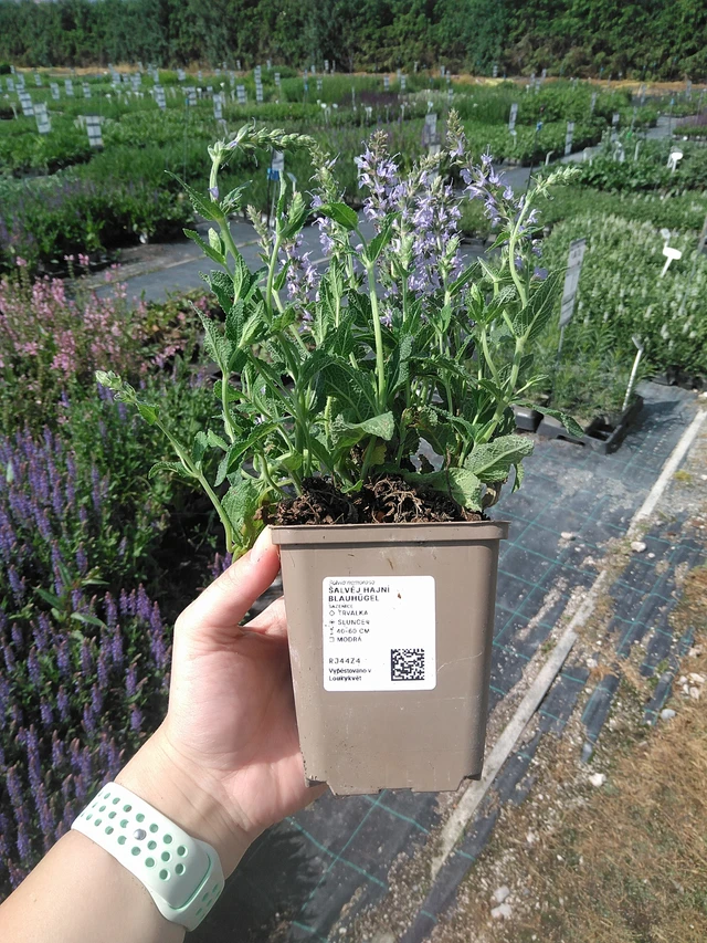Bossalie Blauhügel - 2. 6. 2026