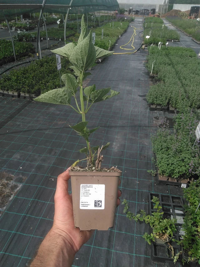 Agastache - 2. 6. 2026