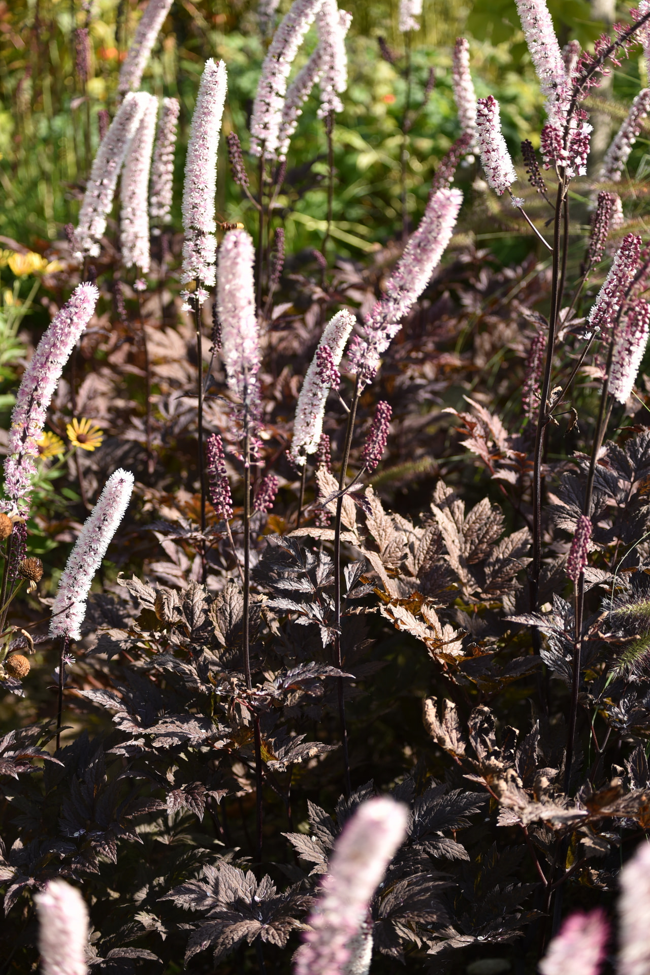 Silberkerze Pink Spike, Loukykvět