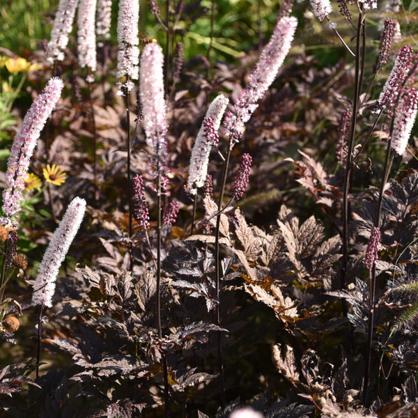 Silverax Pink Spike, Loukykvět