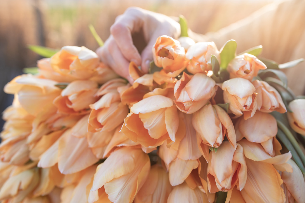 Tulipan Apricot Beauty, Loukykvět