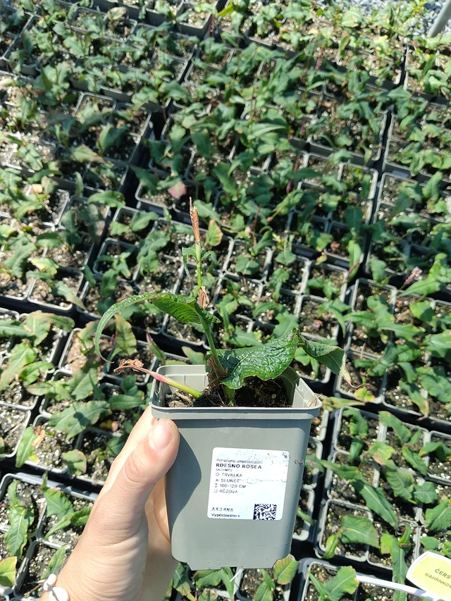 Persicaria Rosea - 12. 8. 2026