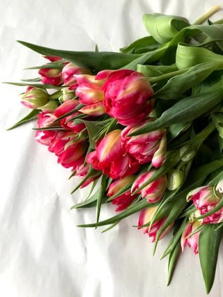 Tulips