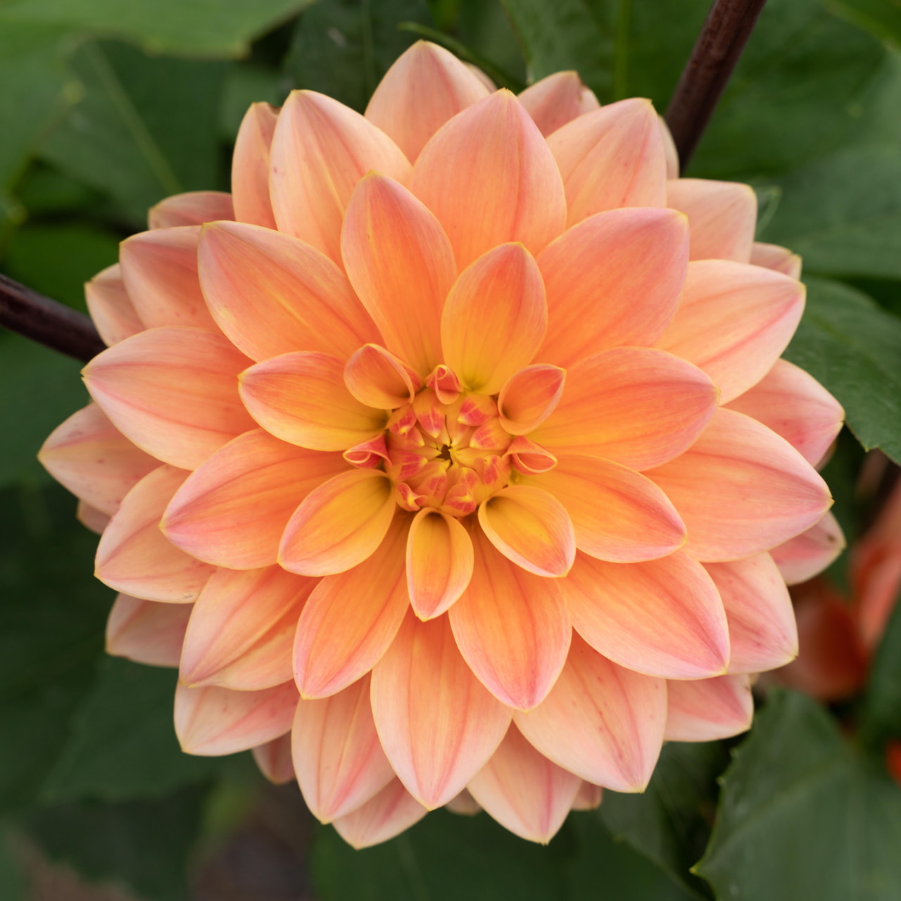 Dalia Apricot Desire, Loukykvět