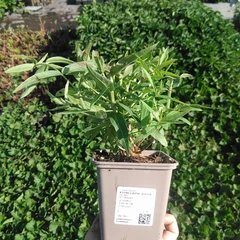 Plantón