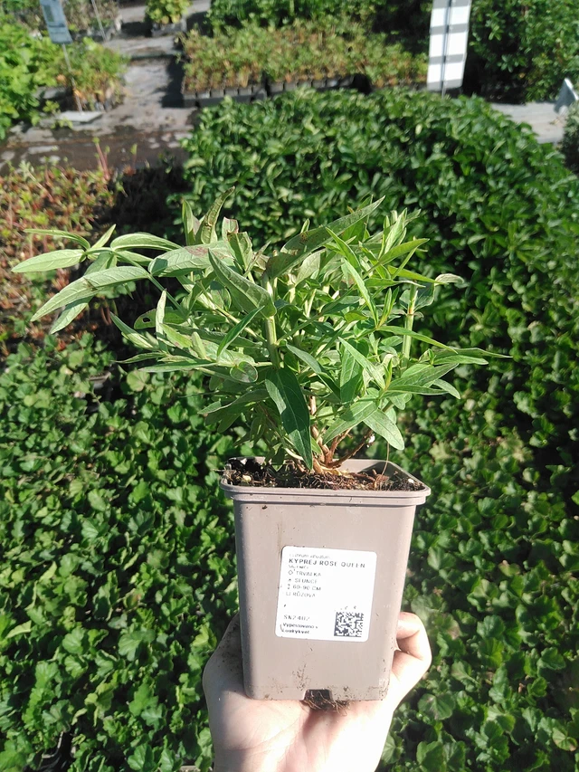 Salicaria Rose Queen - 22. 7. 2026