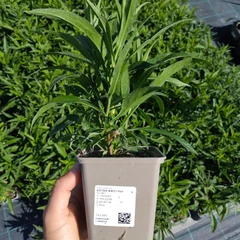 Frøplante