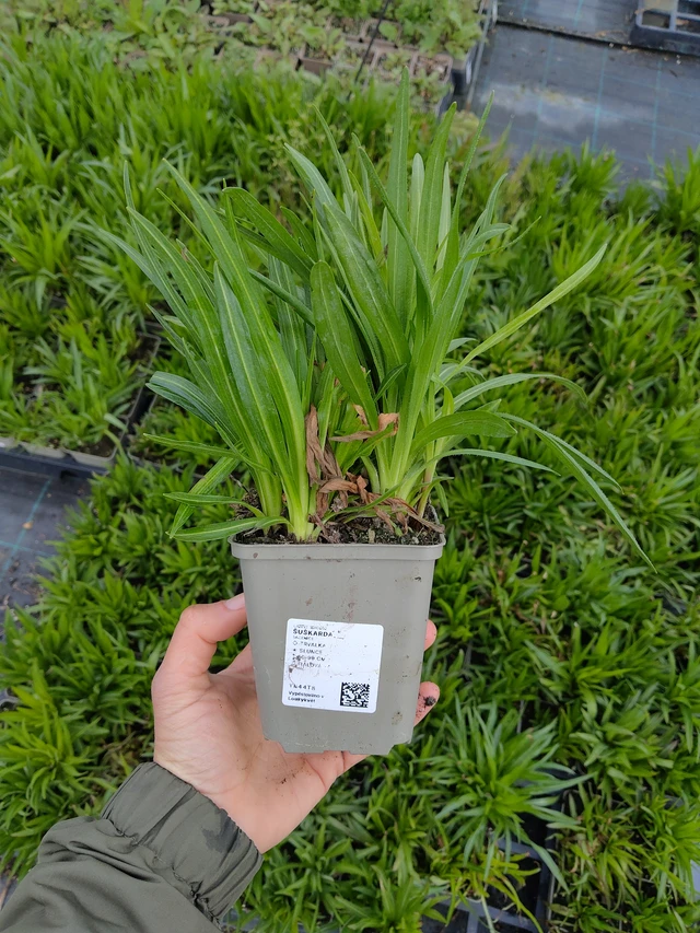 Liatris - 13. 5. 2026