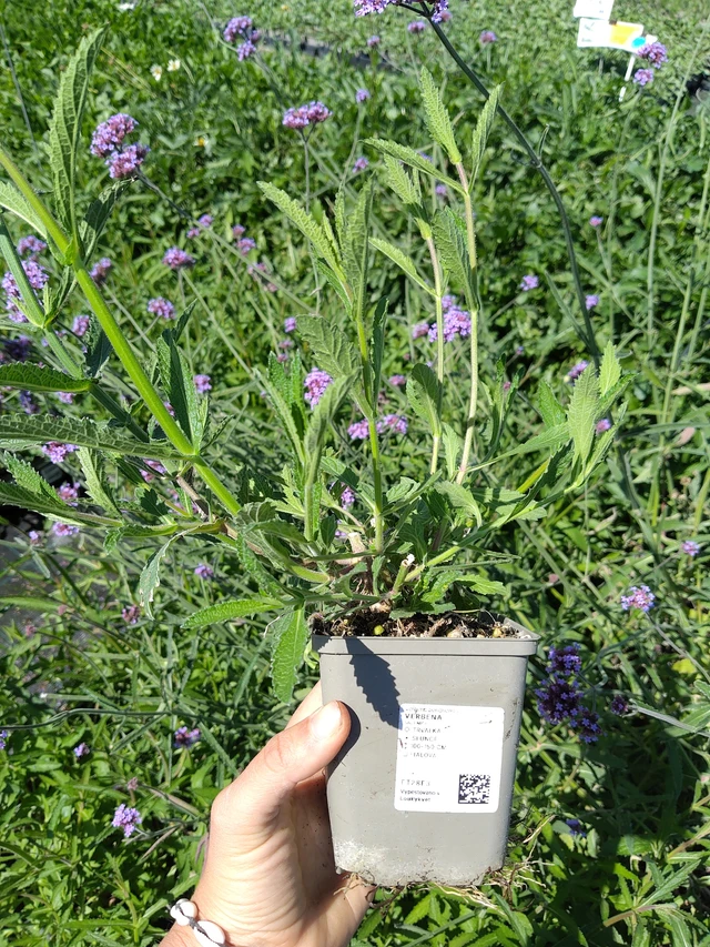 Verbena - 12. 8. 2026