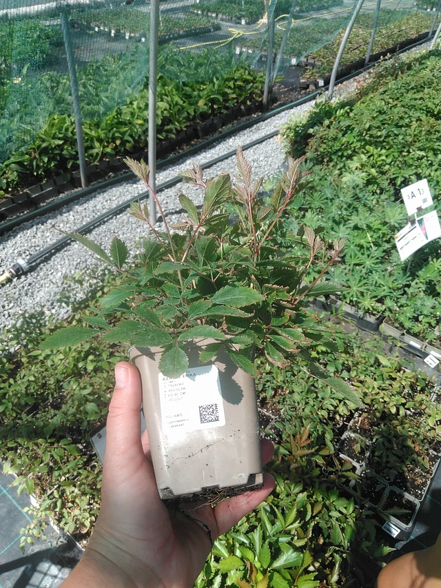 Astilbe Erika - 11. 8. 2026
