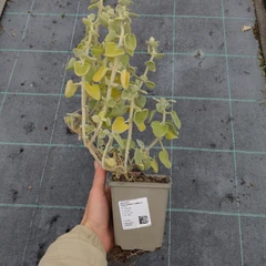 Planta