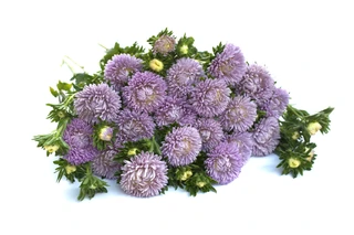 China Aster