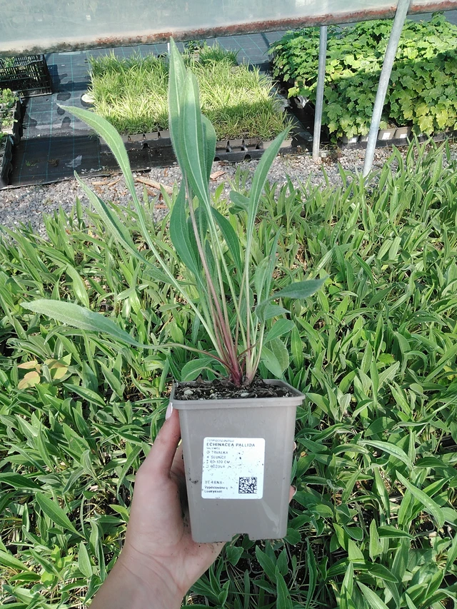 Echinacea pallida - 13. 7. 2026