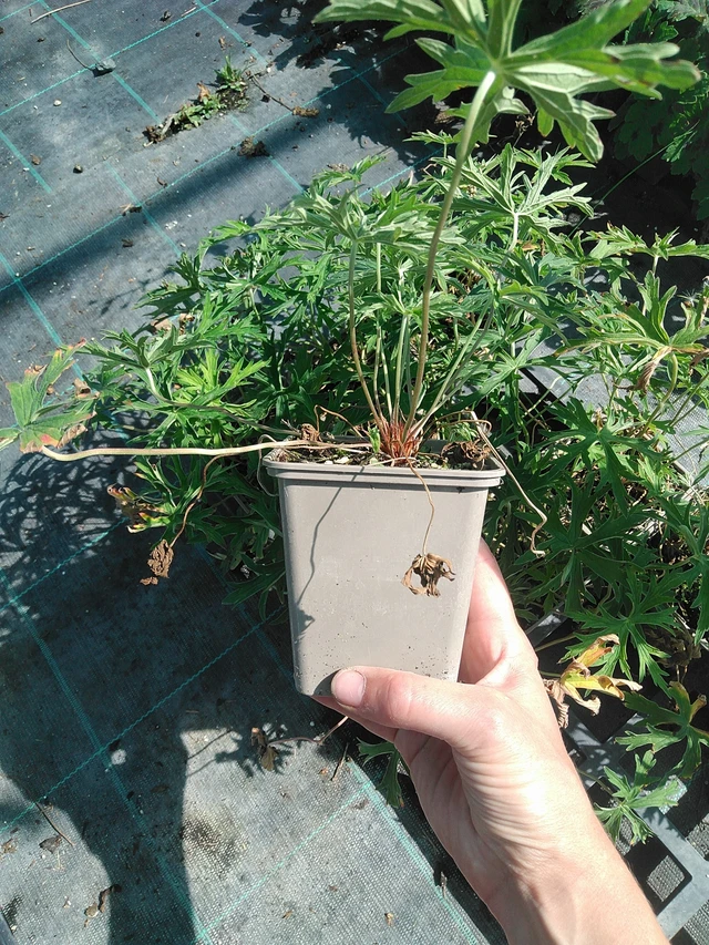 Kakost Kashmir White - 11. 8. 2026