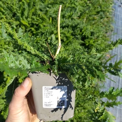 Sadzonka