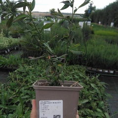 Planta