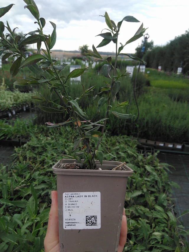 Aster Lady in Black - 21. 7. 2026