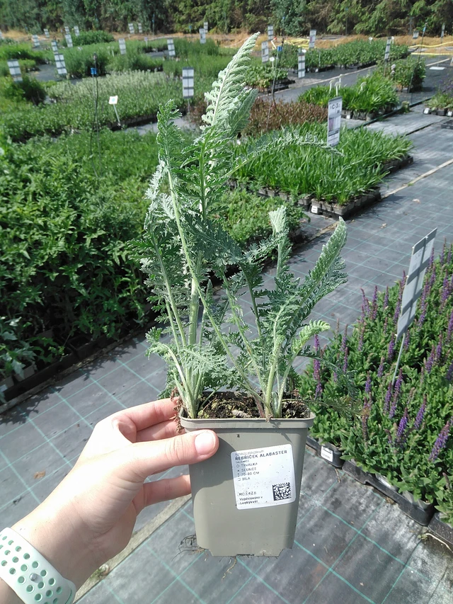 Duizendblad Alabaster - 2. 6. 2026