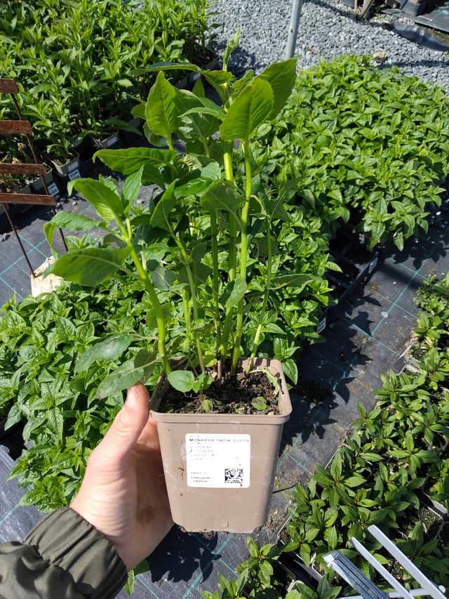 Monarda Snow Queen - 13. 5. 2026