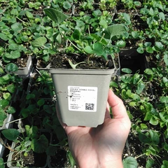 Jeune plant