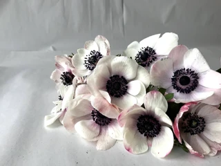 Anemone