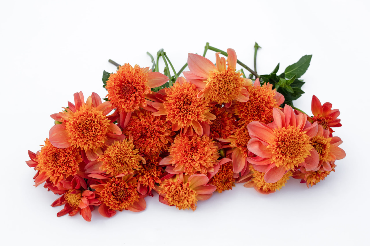 Dahlia Sword Dance, Loukykvět