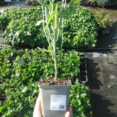 Plantón