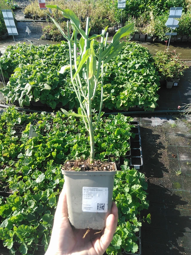 Physostegia Rosea - 22. 7. 2026