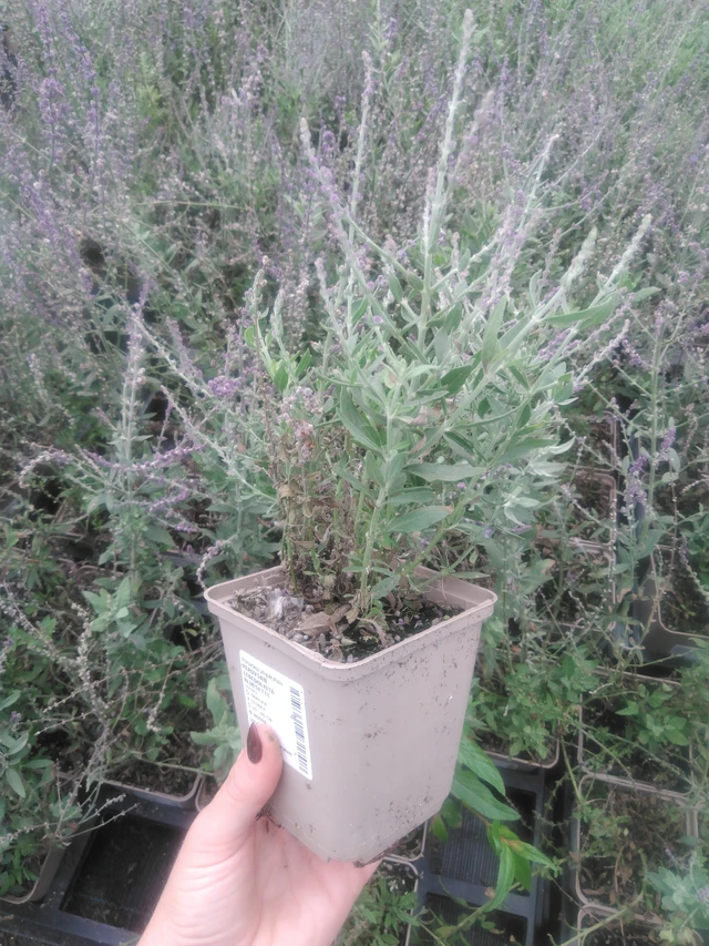Perowskia łobodolistna Bluesette - 2024
